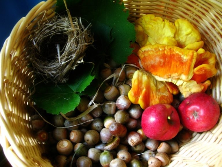 Natures bounty the best wild edible plants