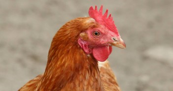 How to raise chickens for eggs and meat