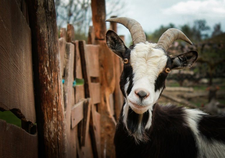 How to Raise Goats on a Homestead How to Raise Goats on a Homestead